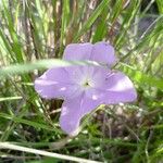 Cycnium tubulosum Flower