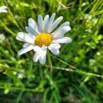 Leucanthemum ircutianum Квітка