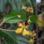 Stigmaphyllon puberum Flower