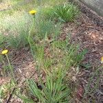 Krigia dandelion Flower