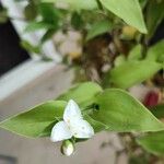 Tradescantia fluminensis Flower