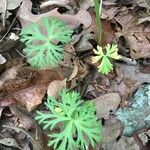 Geranium carolinianum Foglia