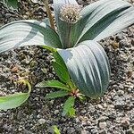 Allium karataviense Blüte