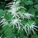 Aruncus dioicusFlower