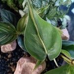 Philodendron cordatum Fuelha