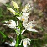 Cephalanthera longifolia 花