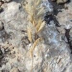 Bromus lanceolatus 果実