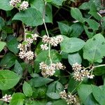 Persicaria chinensis Hábito