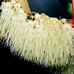 Cunonia macrophylla Λουλούδι