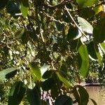 Ficus virens List