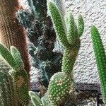 Opuntia microdasys Φύλλο