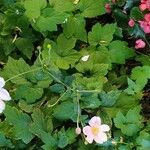 Anemone x hybrida 花