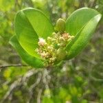 Chrysobalanus icaco Blomma