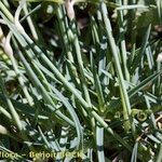 Dianthus furcatus Habit