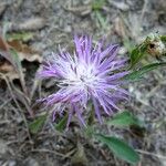 Centaurea decipiens Blüte
