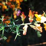 Genista triacanthos 花