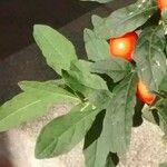 Solanum pseudocapsicum Листок