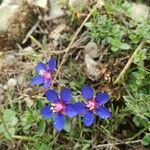 Lysimachia foemina Blomst