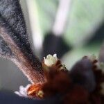 Pleioluma sebertii Flower