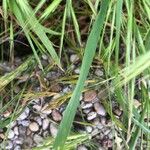 Bromus sterilis Lapas