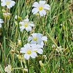 Cerastium alpinum 花