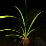 Cyperus laxus Агульны выгляд