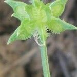 Ranunculus parviflorus Fruit