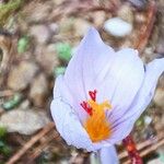 Crocus sativus Fula