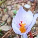 Crocus sativus Λουλούδι