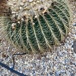 Ferocactus cylindraceus Foglia