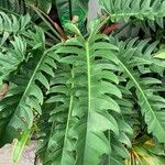 Philodendron pinnatifidum Leht