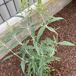 Buddleja albiflora Ліст