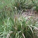 Libertia chilensis Habit