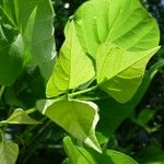 Erythrina amazonica Yaprak