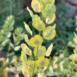 Thlaspi arvense Fruit