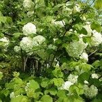 Viburnum macrocephalum Habit