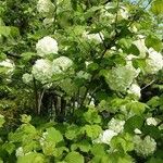 Viburnum macrocephalum ശീലം