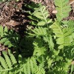 Tanacetum macrophyllum Агульны выгляд