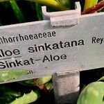 Aloe sinkatana Muu