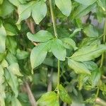 Jasminum mesnyi Leaf