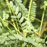 Phyllanthus amarus Blatt