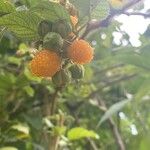 Rubus ellipticus Frucht