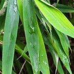 Phyllostachys sulphurea Hoja