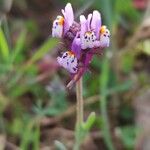 Linaria amethystea 花