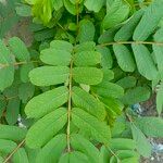 Senna alata Hoja