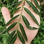 Zanthoxylum clava-herculis Hoja