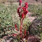 Rumex vesicarius花