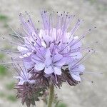 Phacelia tanacetifoliaKukka