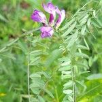 Vicia americana Leaf