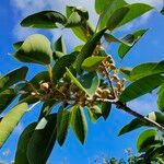 Ficus citrifolia Vrucht